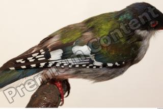 Cuban Trogon-Priotelus temnurus 0040